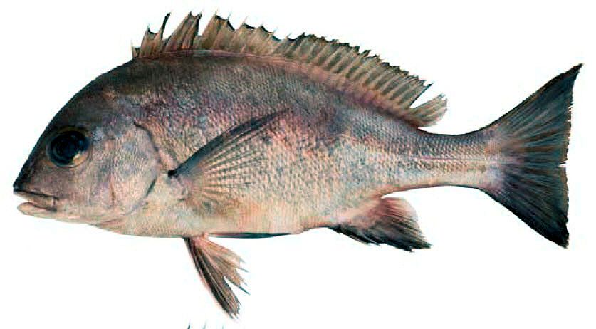 Plectorhinchus mediterraneus_08
